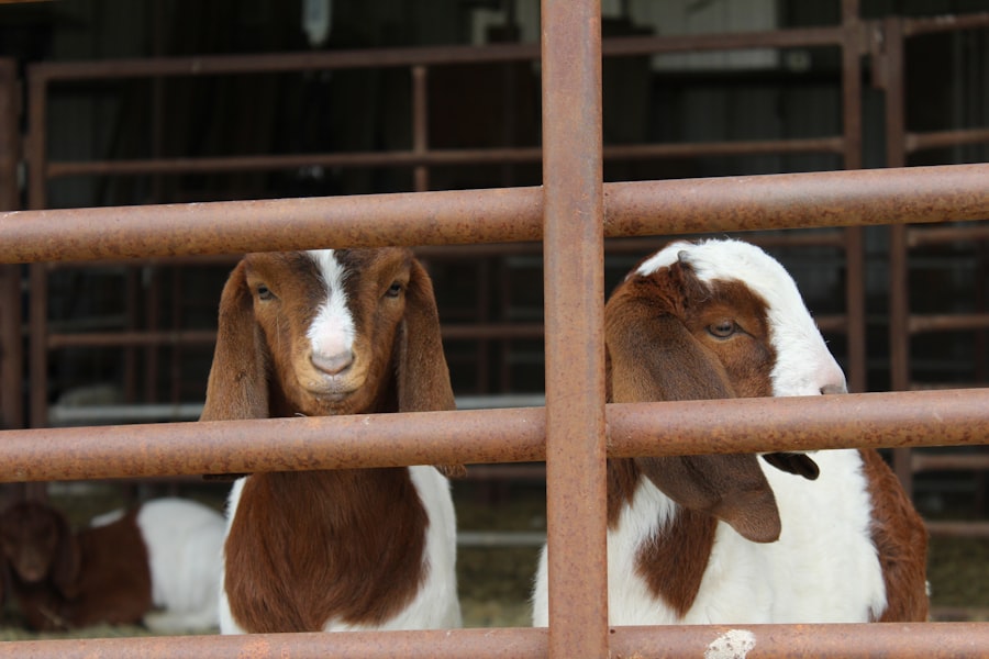 CIA funded Animal Farm