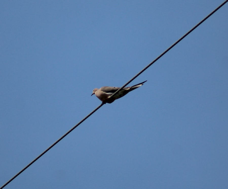 Photo Operation Mockingbird