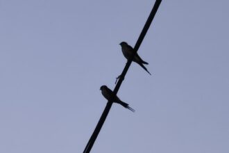 Photo Operation Mockingbird