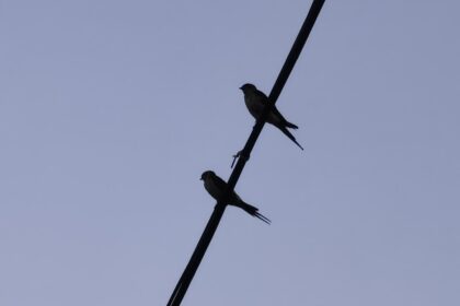 Photo Operation Mockingbird