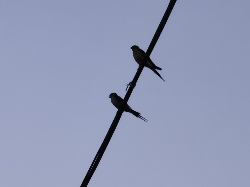 Photo Operation Mockingbird