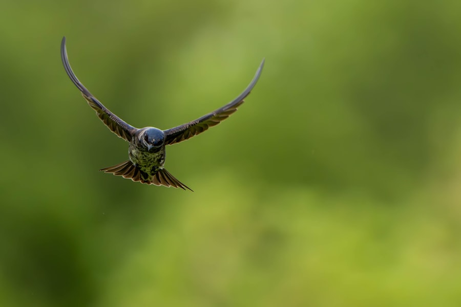 Photo Operation Mockingbird