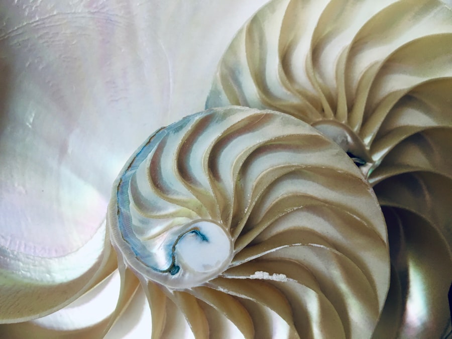Photo nautilus