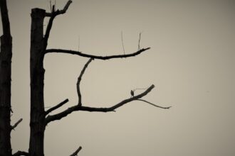 Photo silent service