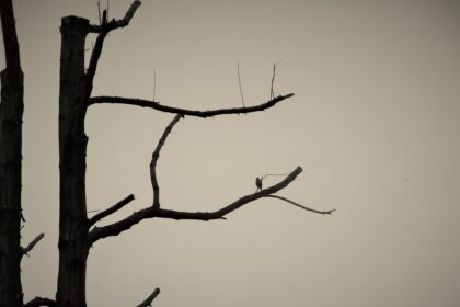 Photo silent service