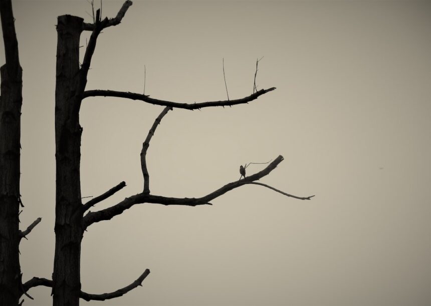 Photo silent service