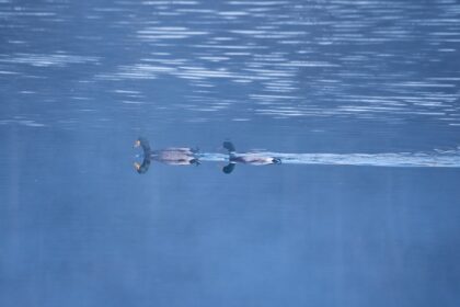 Photo silent hunter submarines