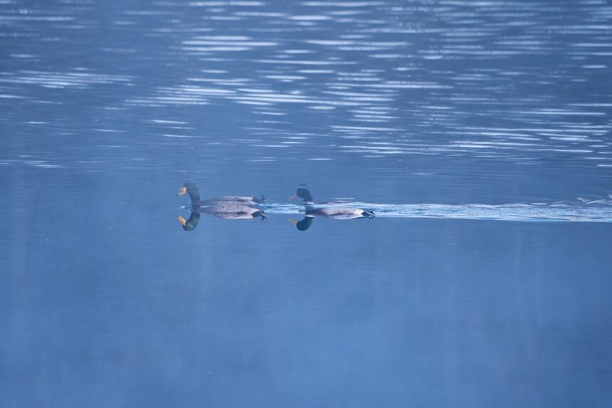 Photo silent hunter submarines