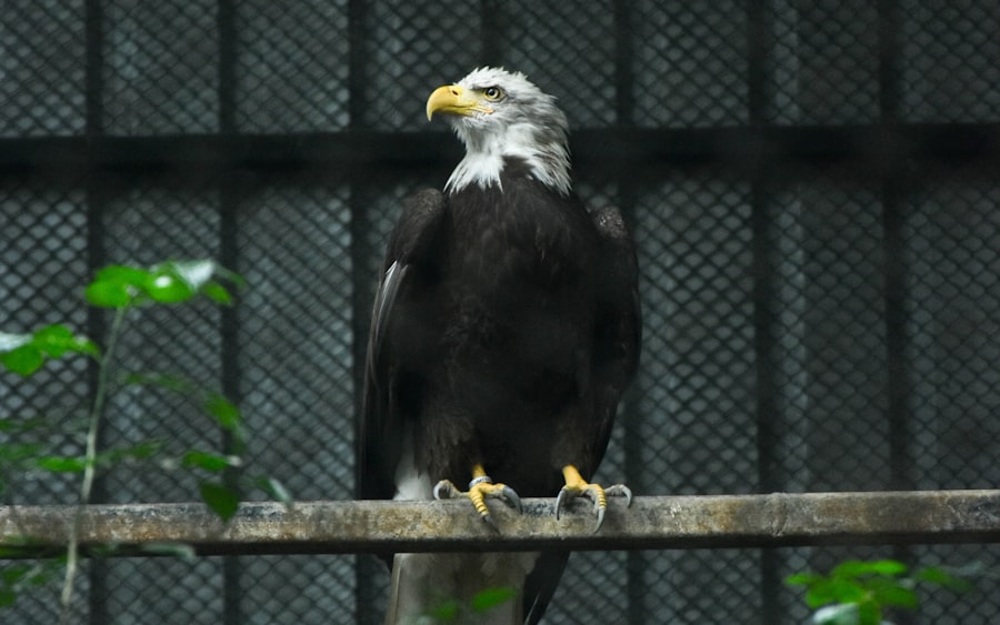 Operation Eagle Claw