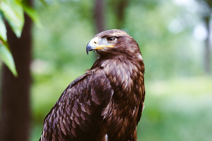 Operation Eagle Claw