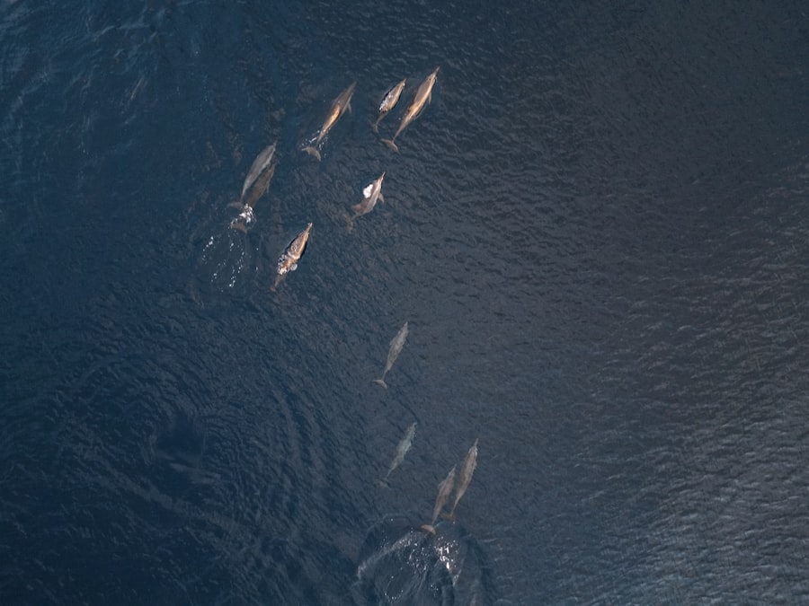 naval intelligence operations