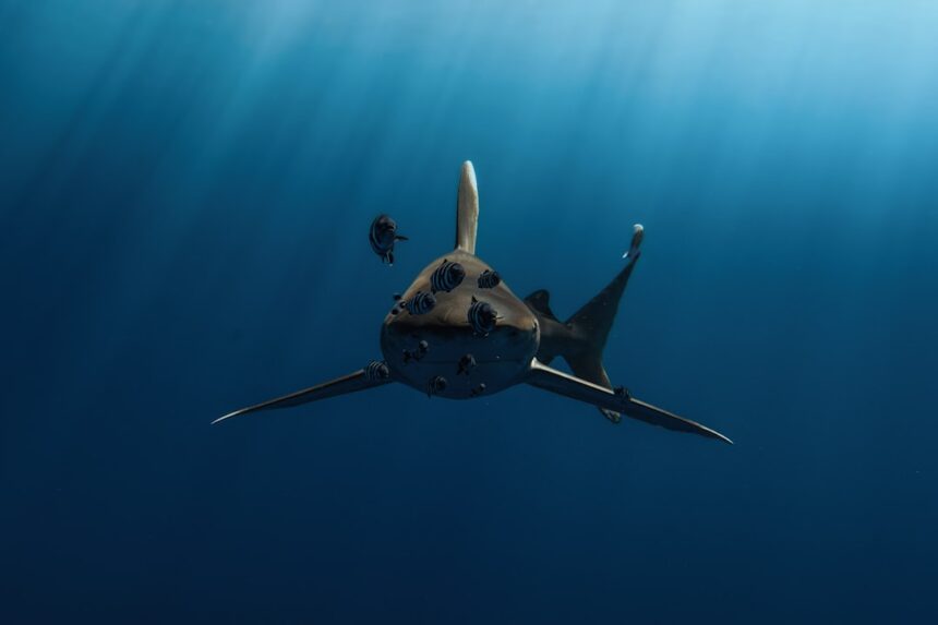 Photo undersea warfare