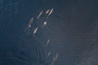 Photo submarine tactics