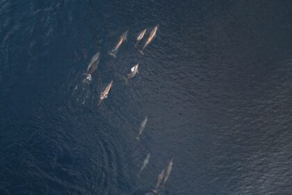 Photo submarine tactics