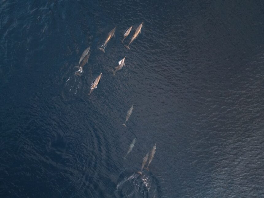 Photo submarine tactics