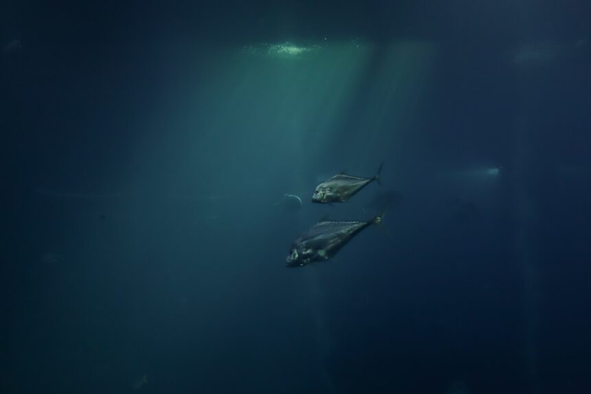 Photo submarine hunting