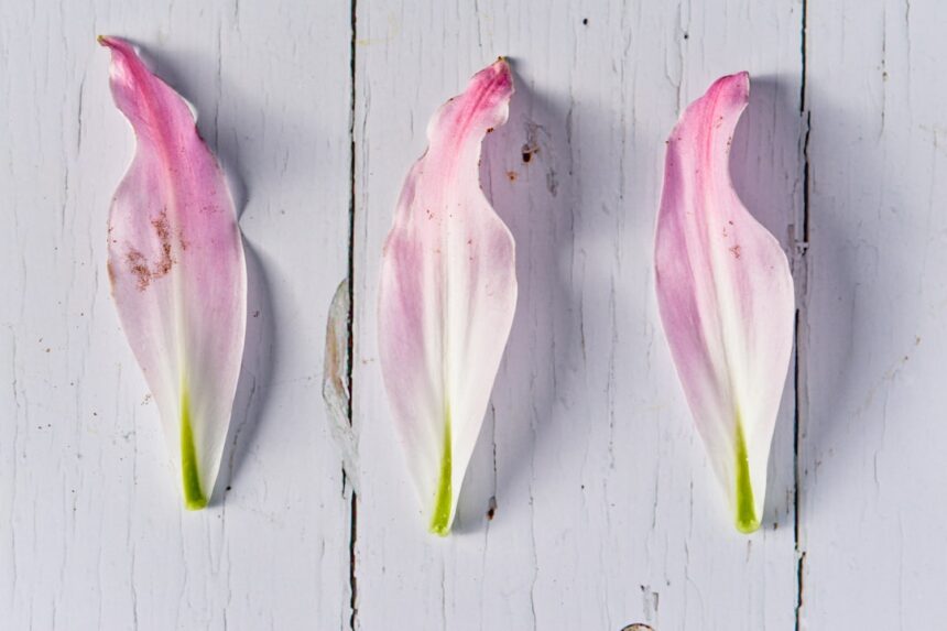 Photo maritime routine