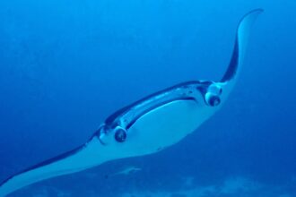 Photo underwater weapon