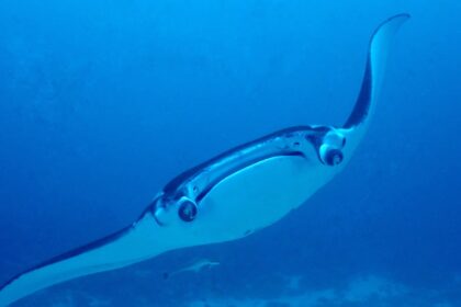 Photo underwater weapon