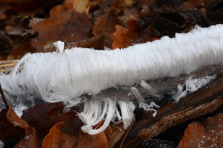 Photo iceworm project