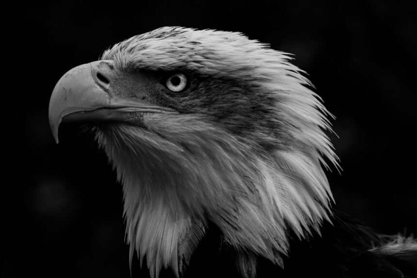 Photo Eagle Claw failure analysis