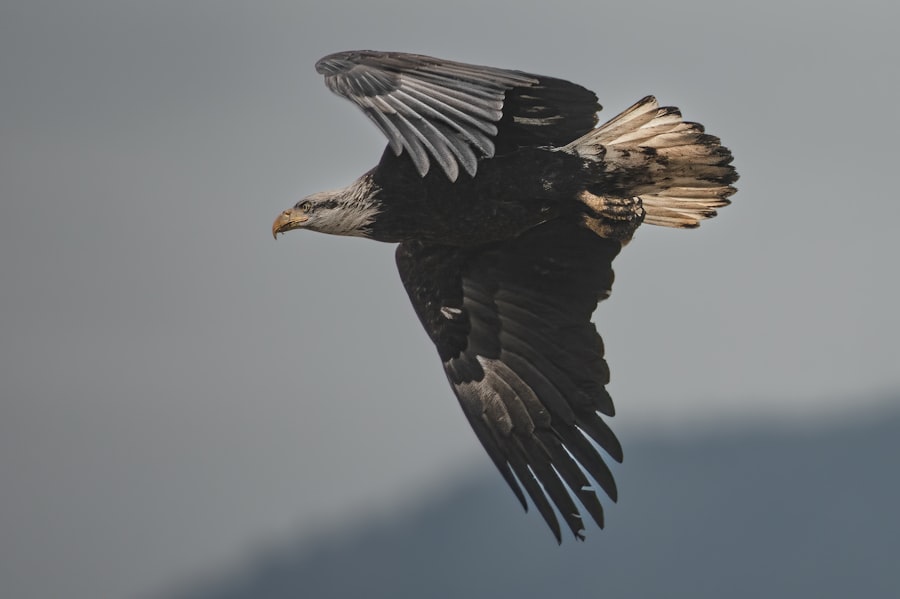 Photo Eagle Claw failure analysis