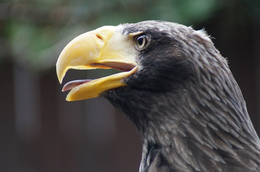 Photo Operation Eagle Claw