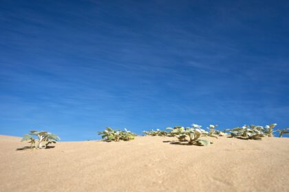 Photo Desert One debacle