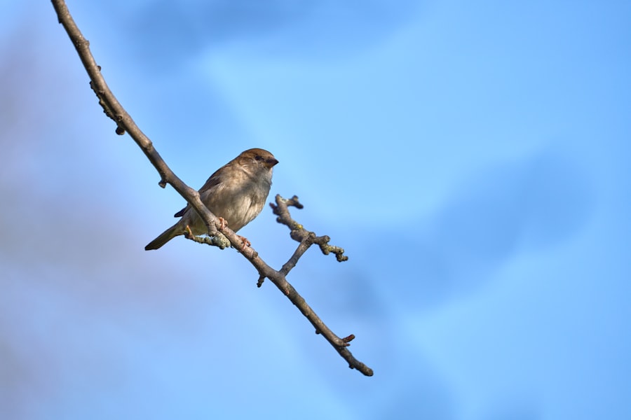 Sparrow missile reliability