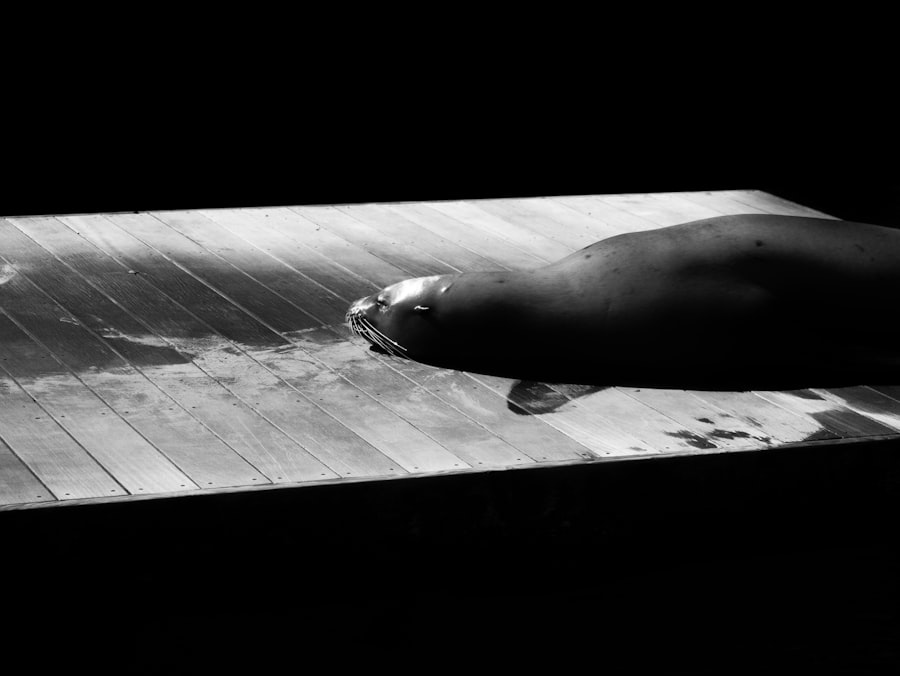 nuclear torpedo launch protocol