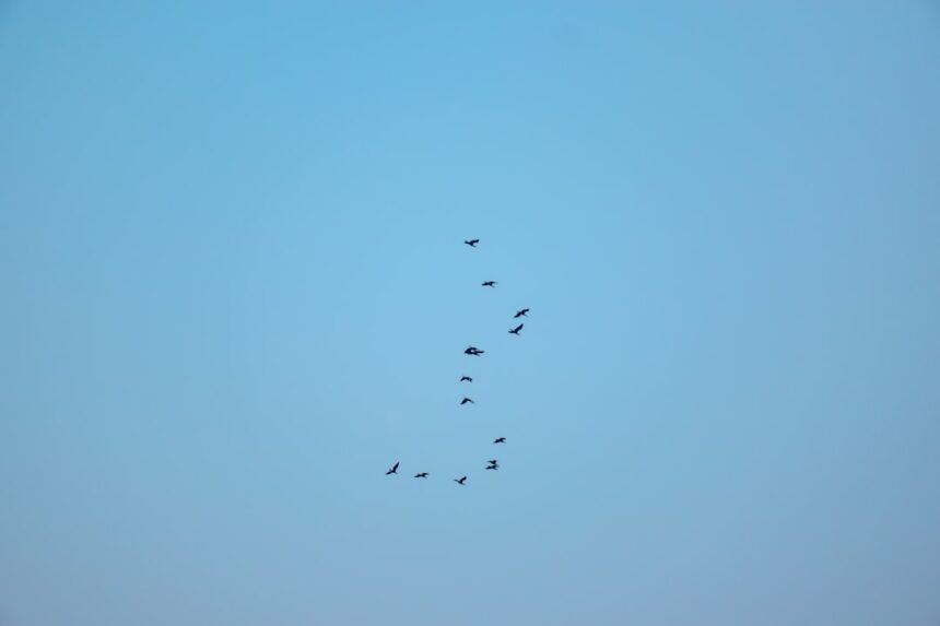 Photo convoy formation tactics