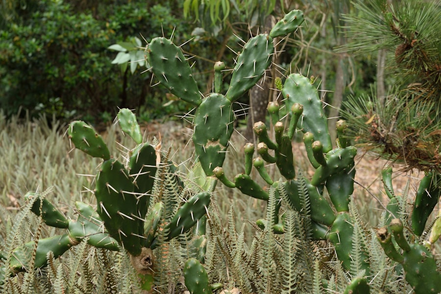 Photo cuban defense operation cactus