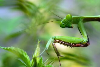 Photo Praying Mantis