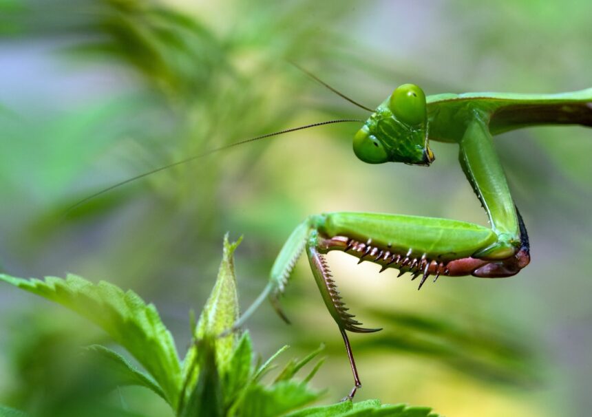 Photo Praying Mantis