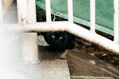 Photo stealth