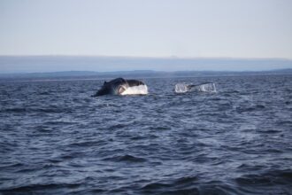 Photo submarine accidents