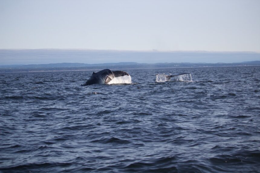 Photo submarine accidents