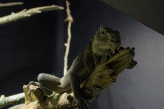 Photo mexican american war financial legacy