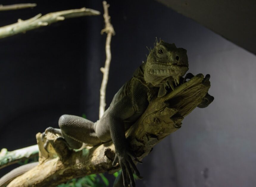 Photo mexican american war financial legacy