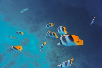 Photo undersea strategy redesign