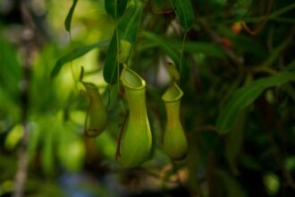Photo Ivy Bells pod