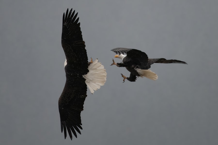 mig-25 vs f-15 eagle comparison