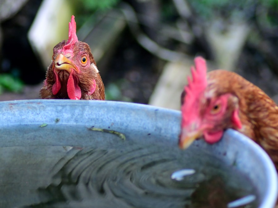 chlorine washed chicken