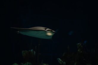 Photo undersea espionage