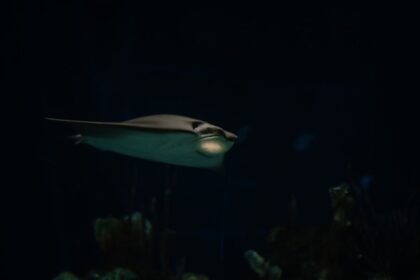 Photo undersea espionage