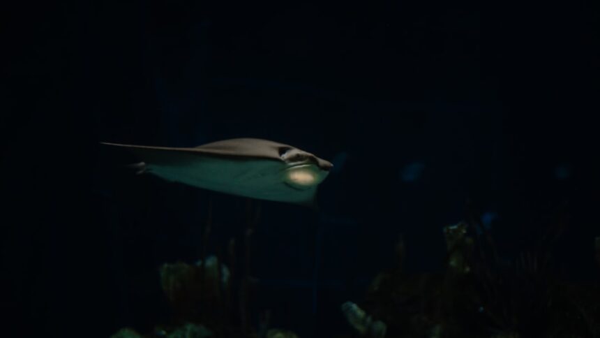 Photo undersea espionage