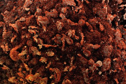 Photo beetroot extract