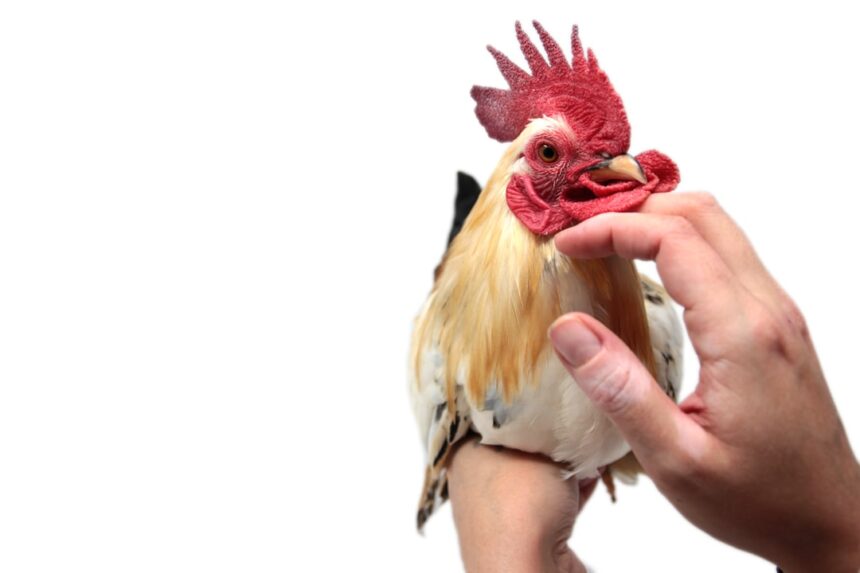 Photo chlorine washed chicken