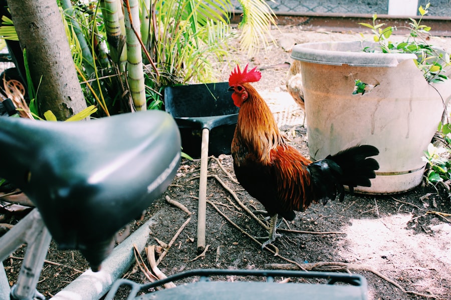 Photo chlorine washed chicken