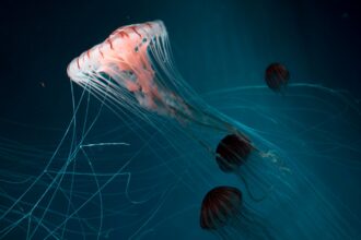 Photo underwater surveillance networks